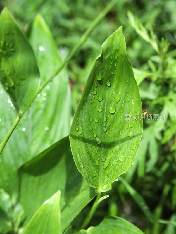 春天绿色的树叶叶子和上面的雨滴水滴露水