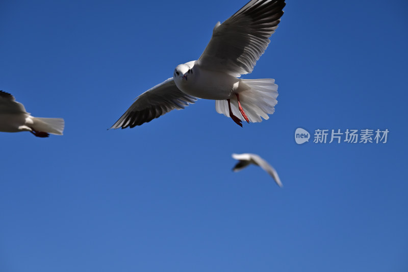 红嘴海鸥