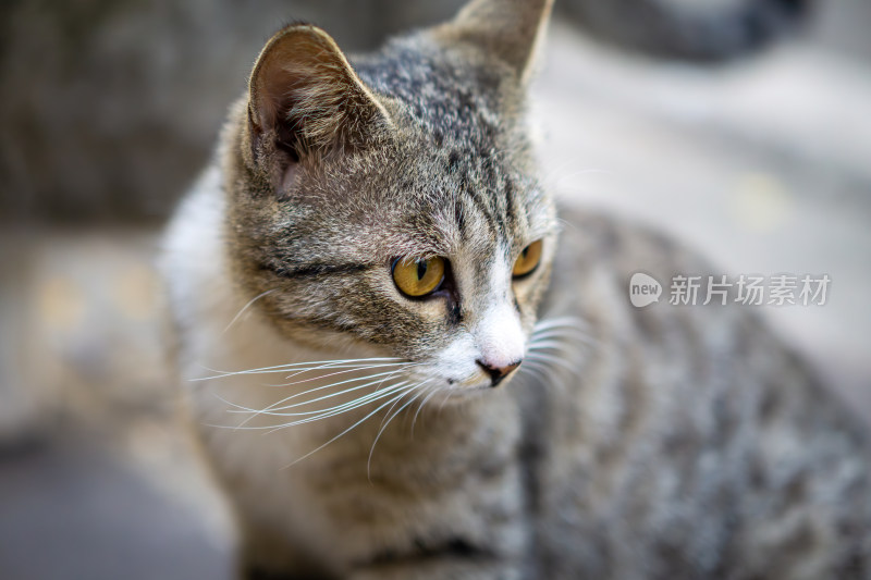 猫的特写肖像