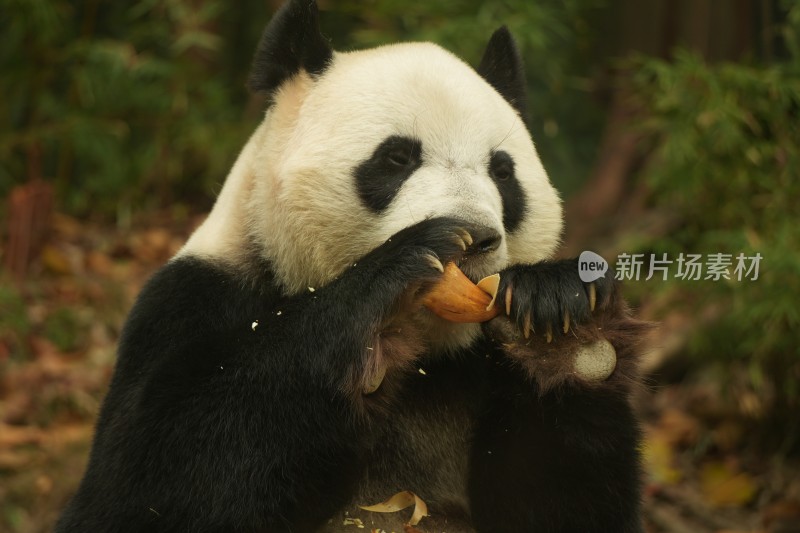 大熊猫萌萌吃竹笋的可爱模样