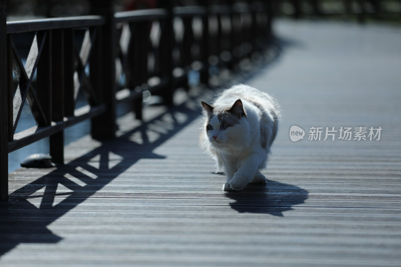 在栈道上行走的布偶猫