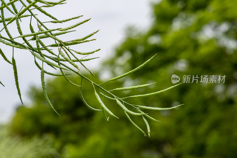 油菜籽/芸苔子