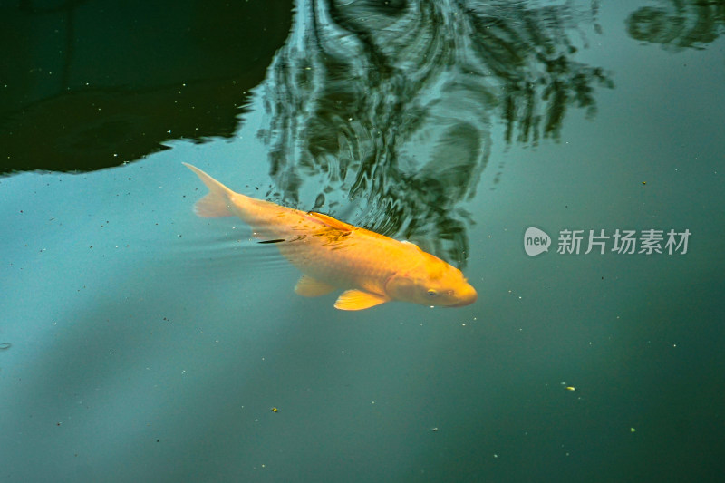 锦鲤金鱼鲤鱼在水中游动