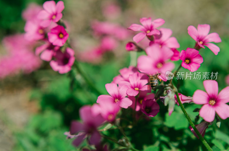 粉色花朵与蜜蜂特写