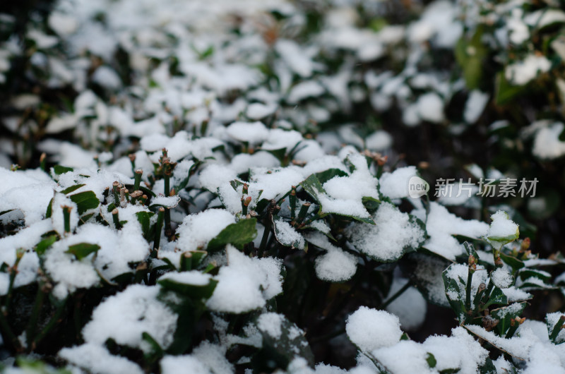 冬季落雪的冬青树