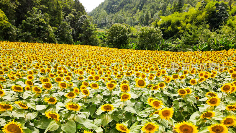 美丽田野田园太阳花葵花花朵向日葵航拍