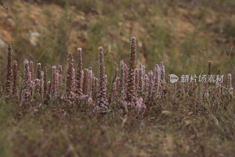 山东省威海市双岛湾西山村山坡上的瓦松开花