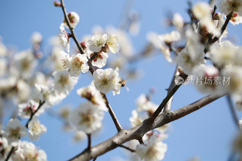 梅花 春梅绽放