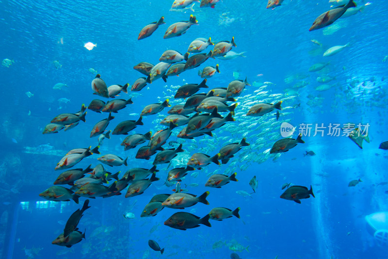 亚特兰蒂斯酒店水族馆