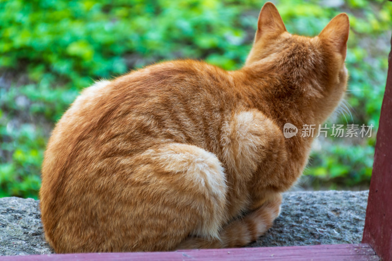 橘色猫咪蹲坐背影特写