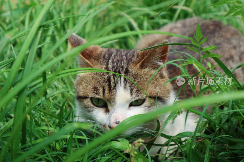 草丛里的小猫