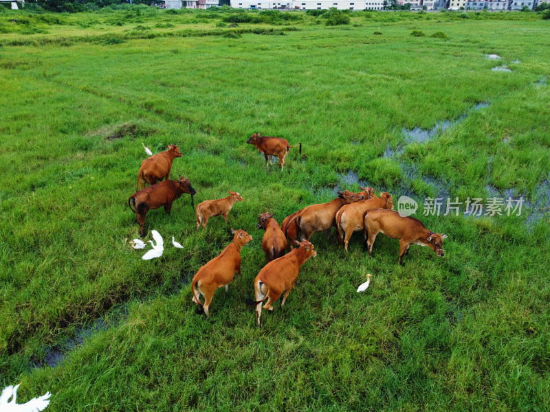 牧场草地上散养黄牛牛群的俯拍景象