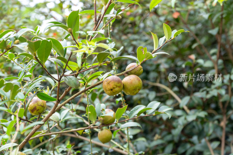 野生油茶籽树