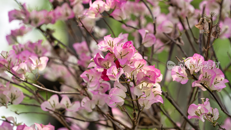 春天的园林植物三角梅开花