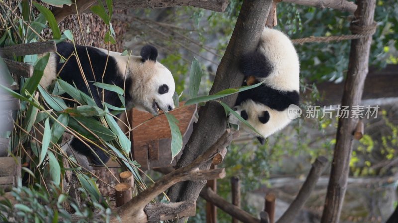 在动物园吃竹子的大熊猫母子