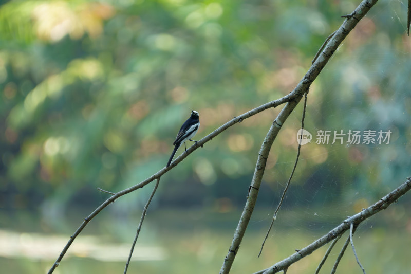 白鹡鸰栖息枝头