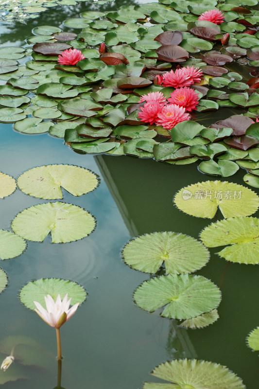 北京国家植物园睡莲