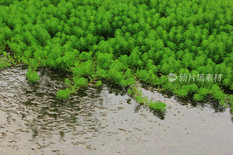 狐尾藻水生植物