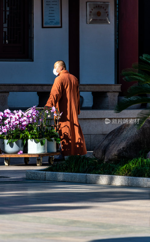 银杏树下的上海嘉定安亭老街菩提寺秋色景观