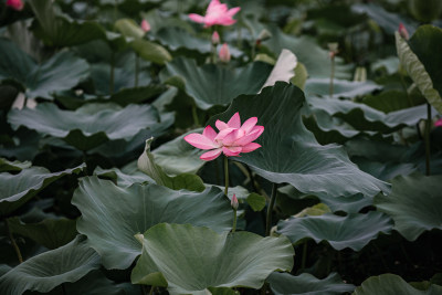 雨后荷花