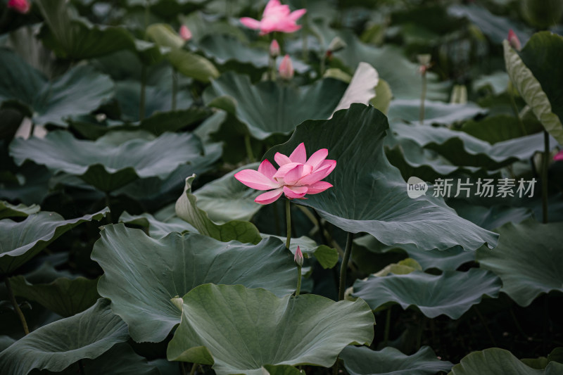 雨后荷花