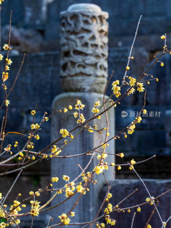 明孝陵古建筑旁盛开的腊梅