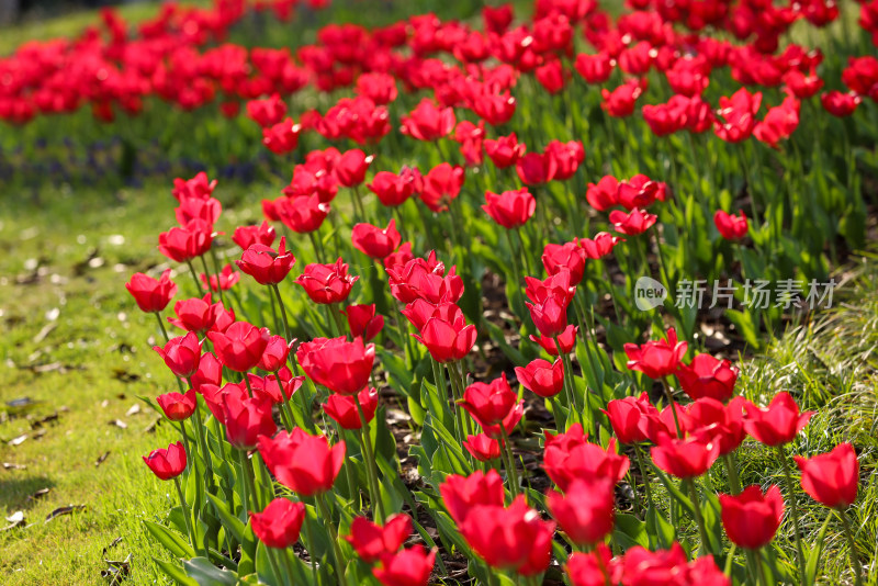 杭州太子湾公园绽放的一片红色郁金香