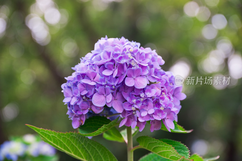 大连英歌石植物园绣球花特写