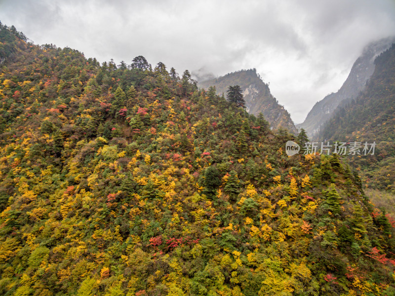 秋天树林云雾山峰