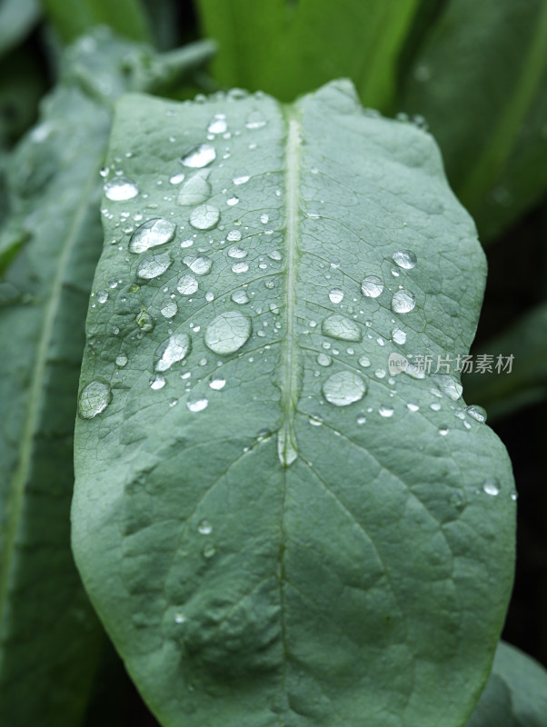 春天绿色的植物叶子树叶和水滴雨滴