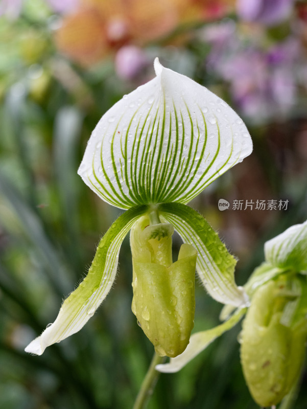 蝴蝶兰开花微距特写