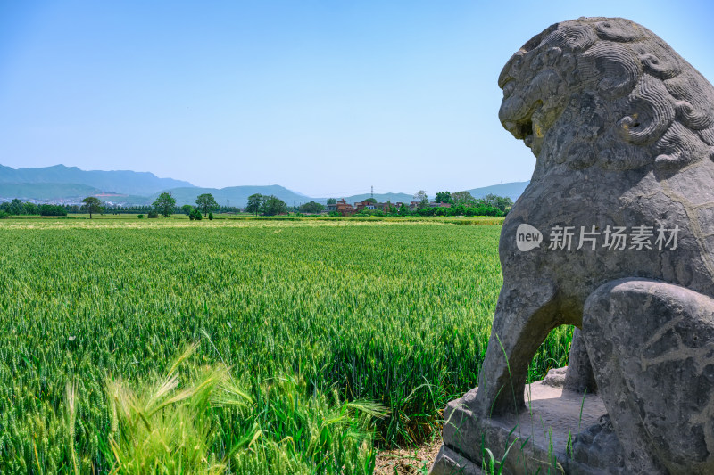 河南巩义夏季麦田里的古代宋陵石像