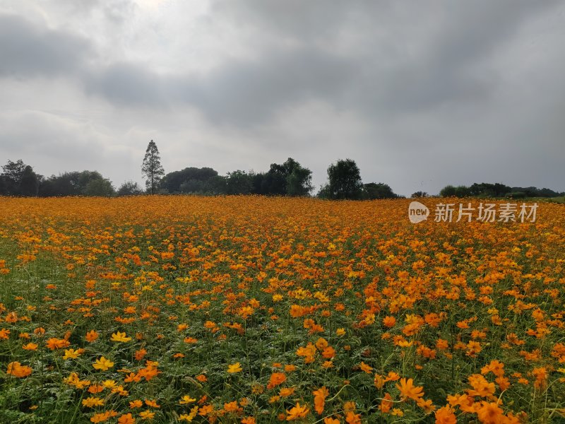 乌云下的广阔田野开满橙黄色鲜花