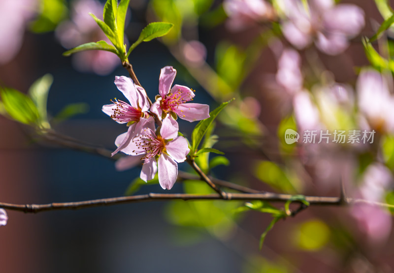 春日桃花盛开的唯美特写