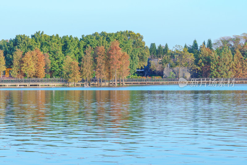 广州海珠湖公园落羽杉树林红叶秋景