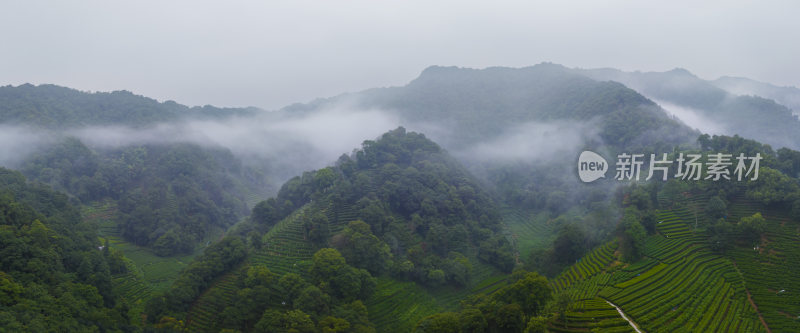 杭州梅家坞西湖龙井茶园云雾