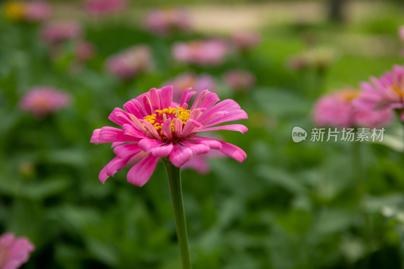 小雏菊虚化特写