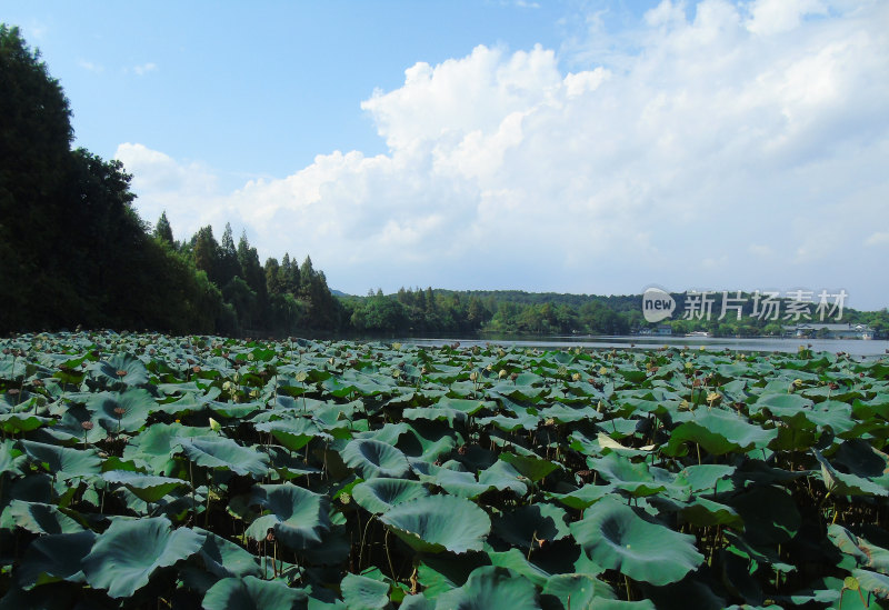 杭州西湖景观