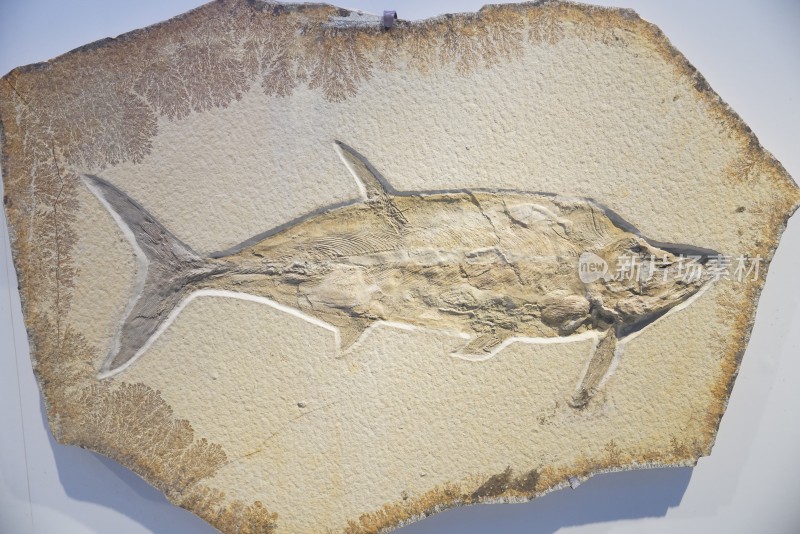 侏罗纪鲔鱼化石标本