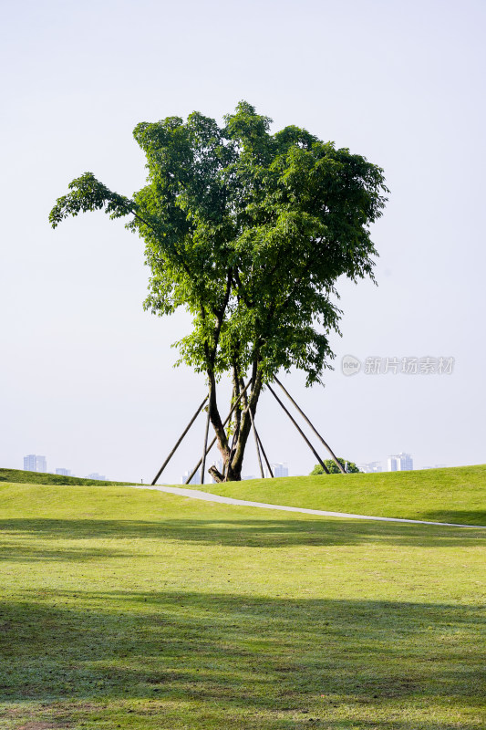 阳光下一棵绿树的风景照片