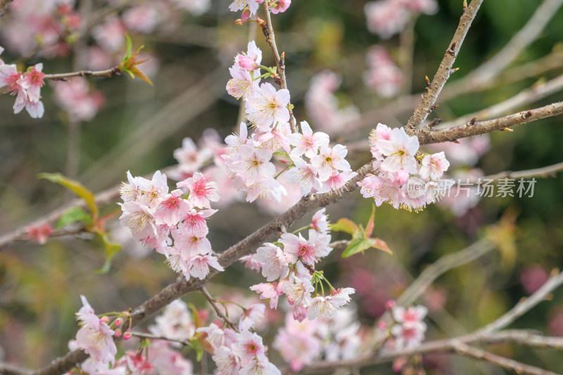 樱花特写拍摄