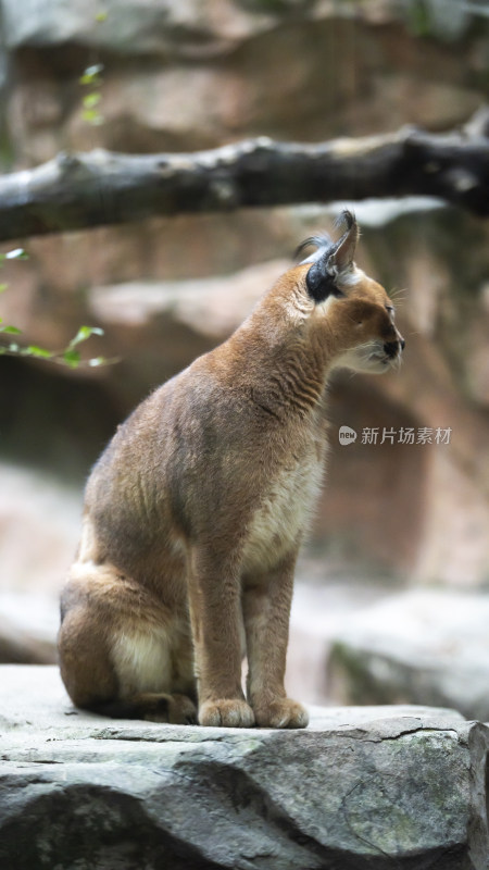 狞猫蹲坐岩石上的姿态