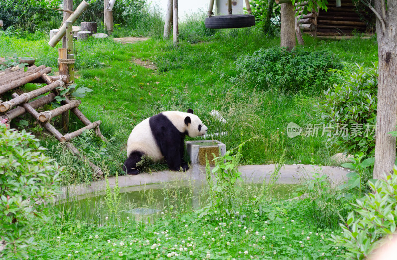 青岛动物园正在池塘边喝水的大熊猫