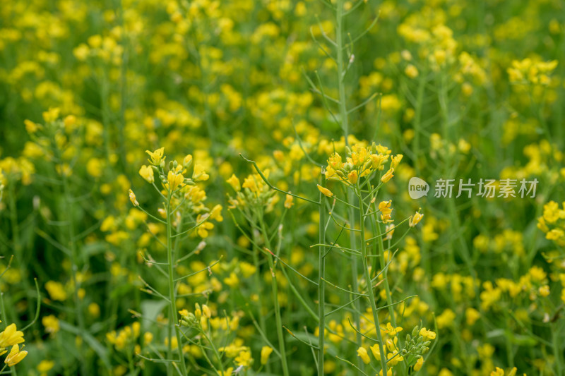 盛开的油菜花田