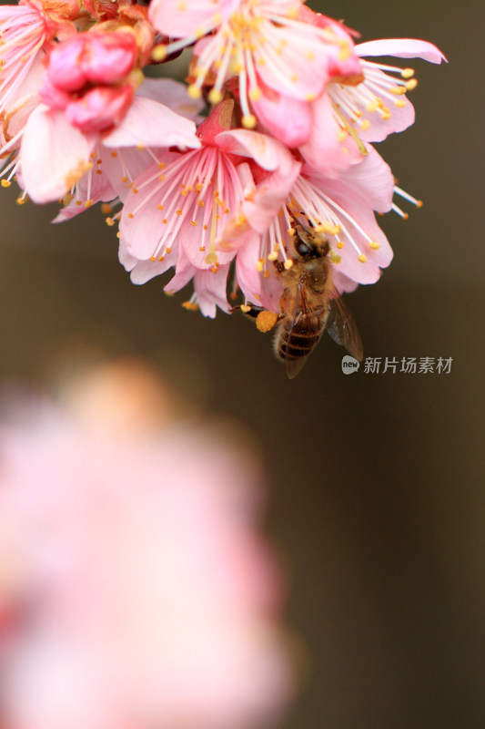 春天小蜜蜂采蜜传粉花朵