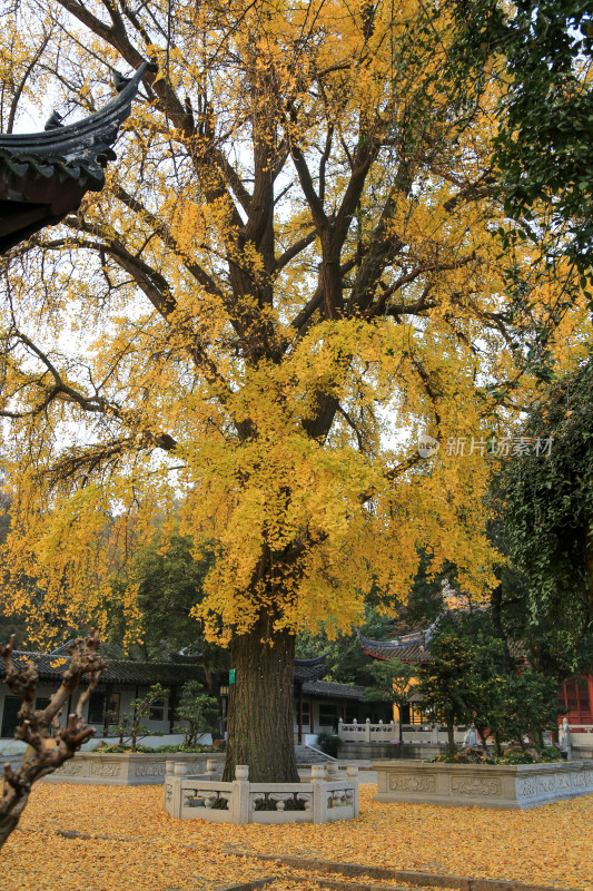 寺庙古银杏 苏州治平寺