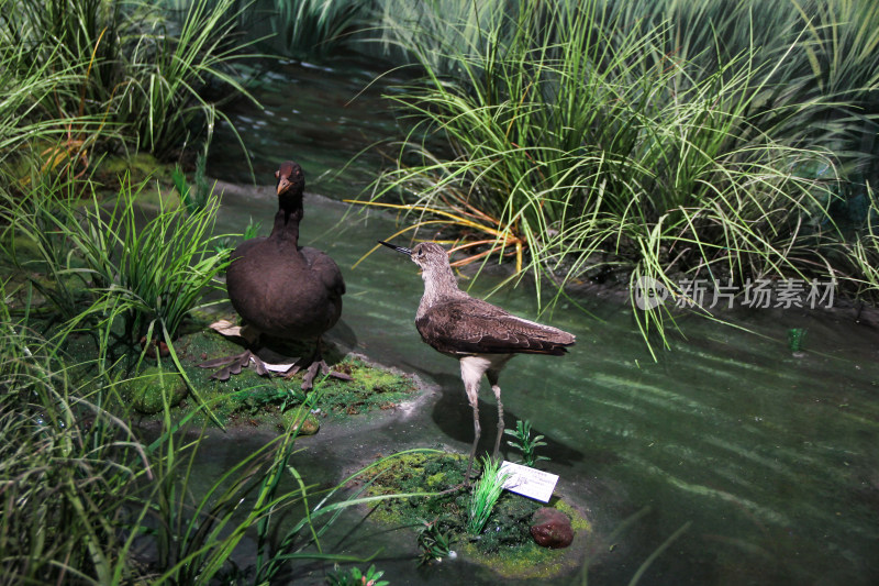 博物馆内川西高原鸟类动物标本展示