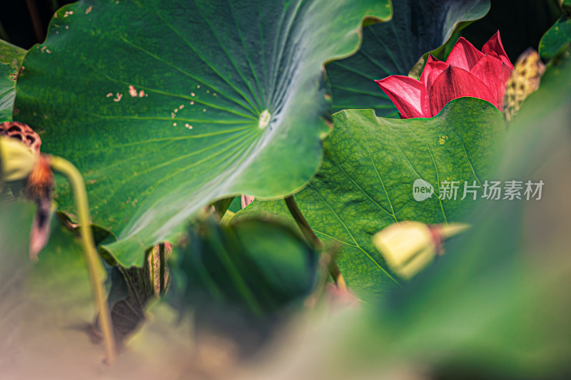 雨后荷花上的水珠