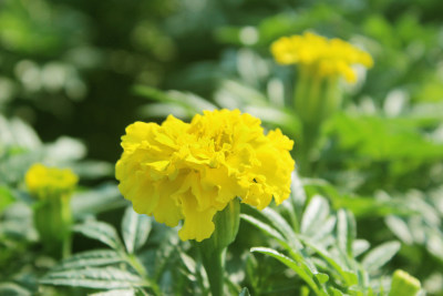 美丽鲜花康乃馨花卉