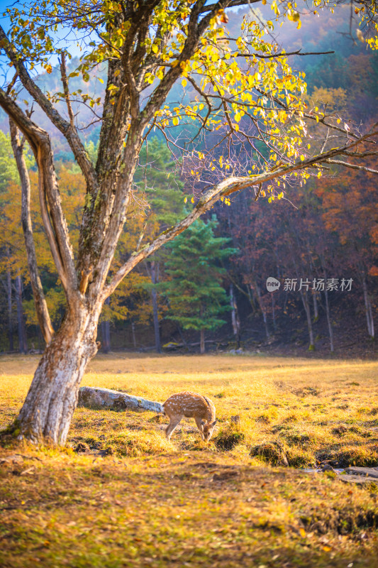 阳光森林梅花鹿